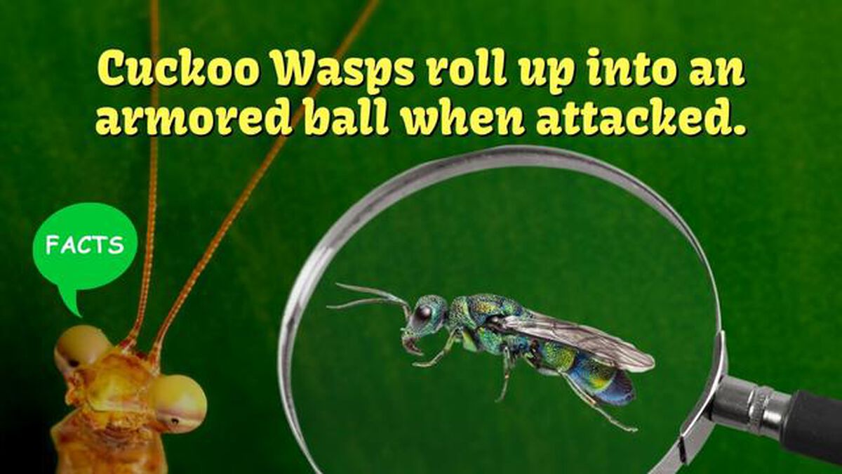 Amazing Animals: Bug Edition image number null